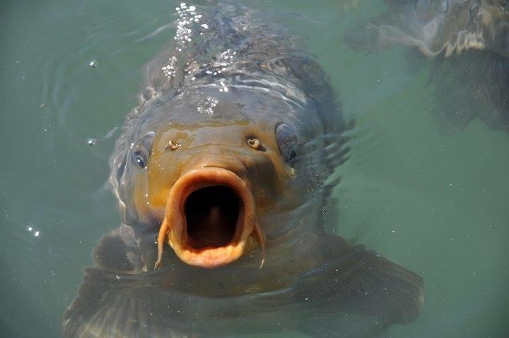 foto bune. - 9467354158415985153751262990976n.jpg